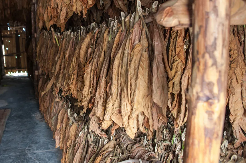 Tobacco leaves hanging in a curing barn